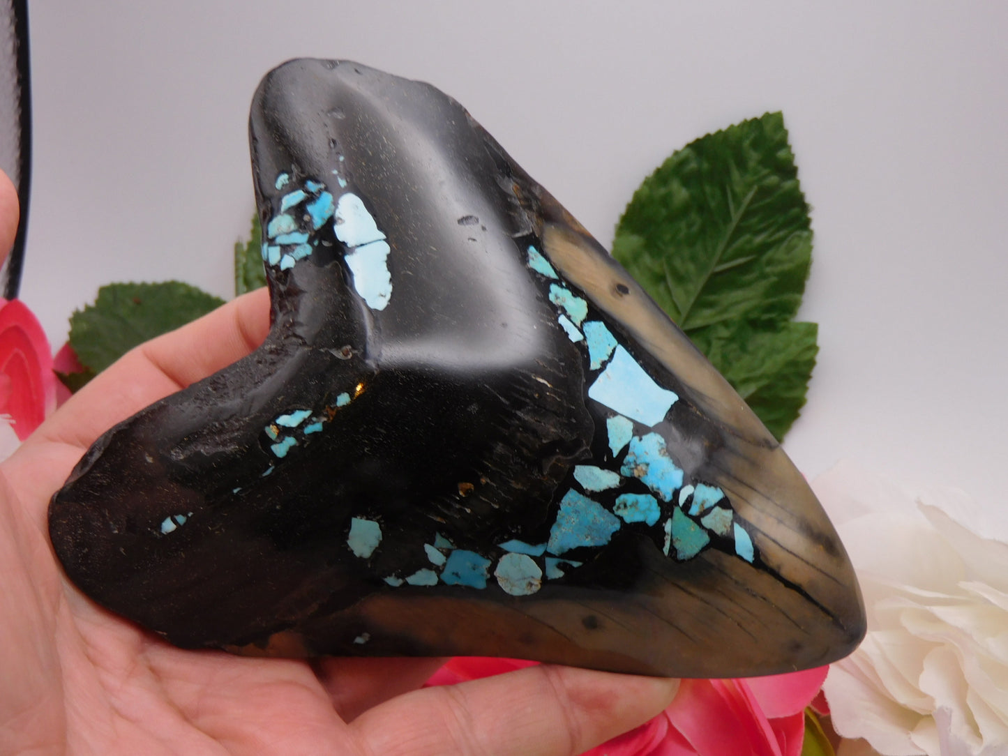 5.78" Polished Megalodon Shark Tooth with Turquoise Inlay