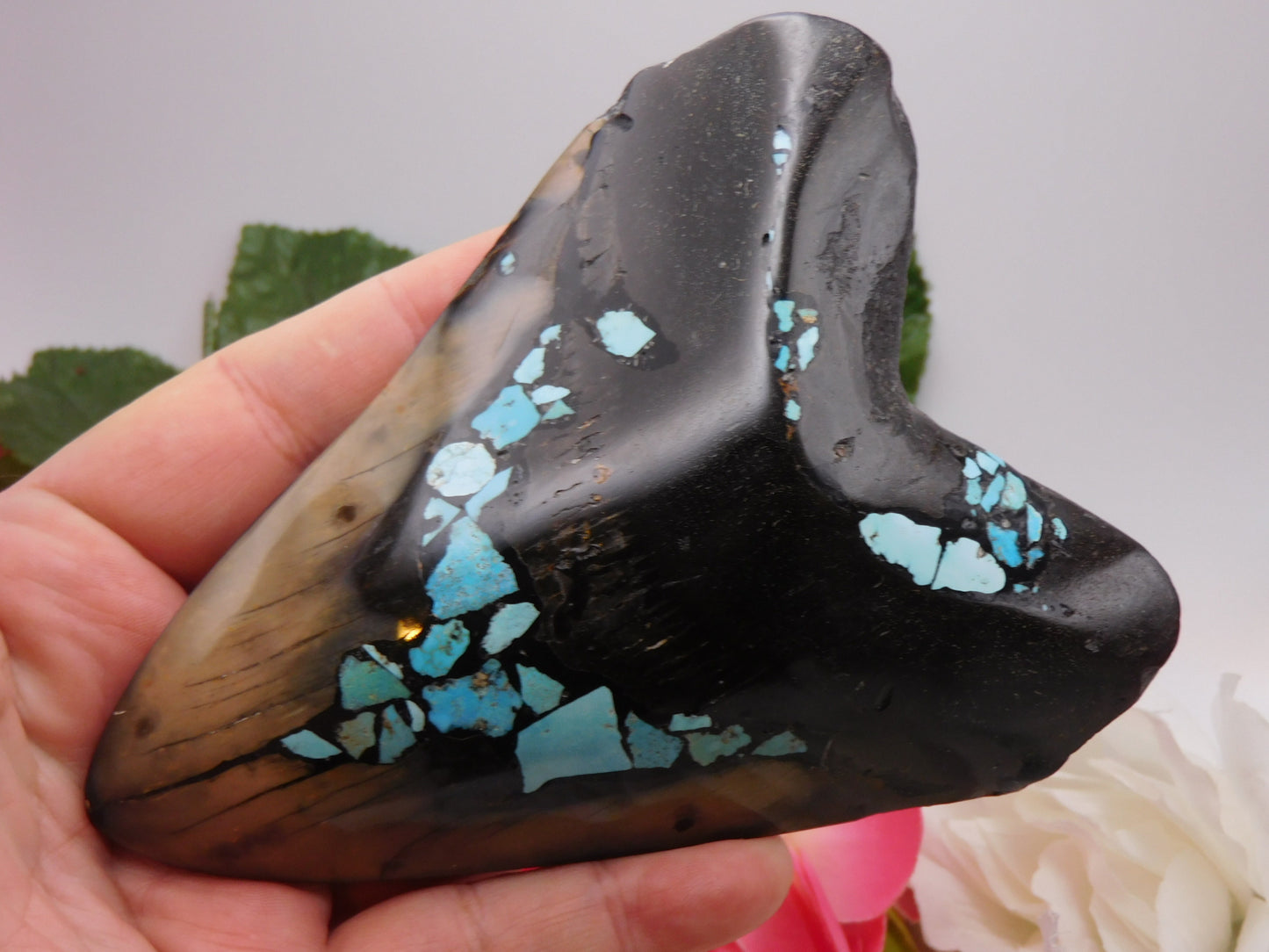 5.78" Polished Megalodon Shark Tooth with Turquoise Inlay