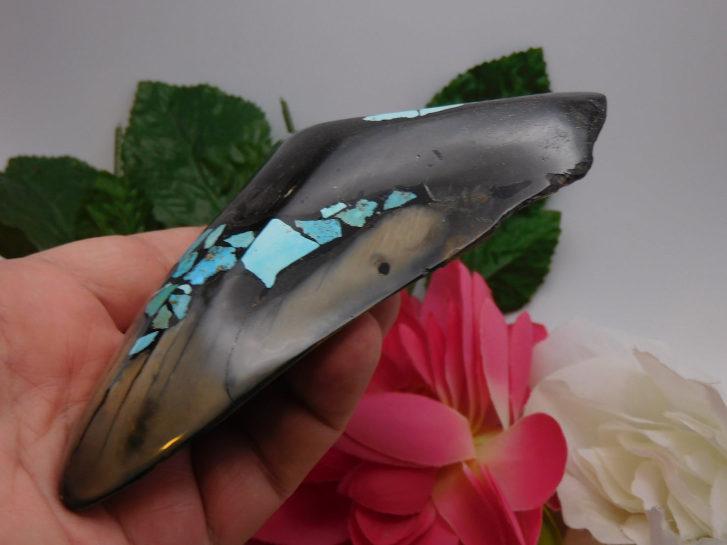 5.78" Polished Megalodon Shark Tooth with Turquoise Inlay