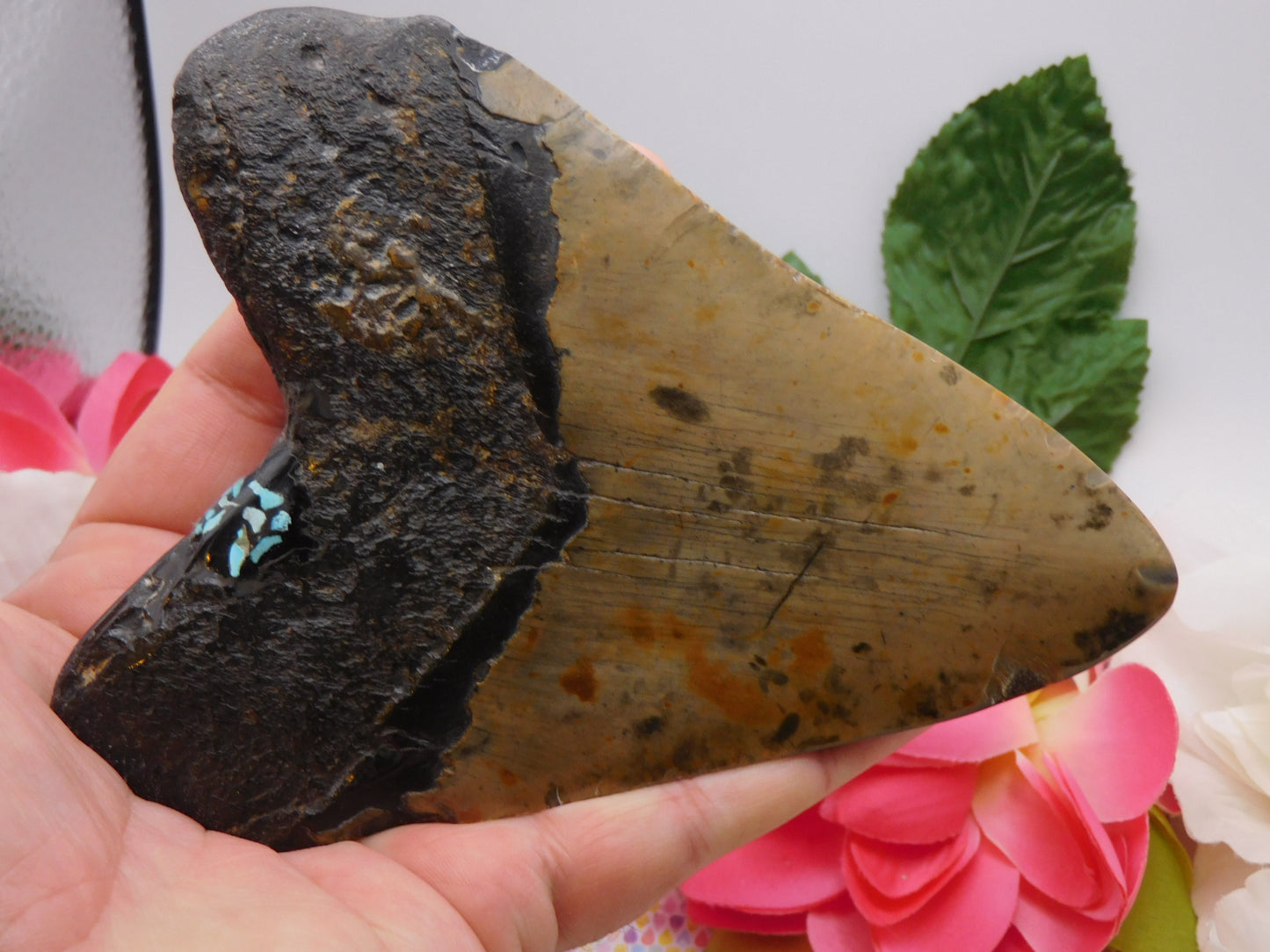 5.78" Polished Megalodon Shark Tooth with Turquoise Inlay