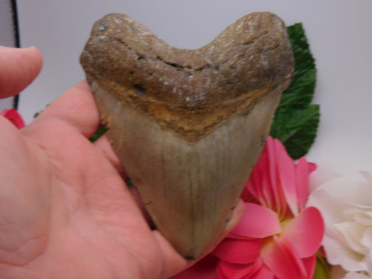 5.35" Megalodon Shark Tooth