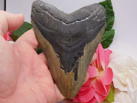 6.01" Megalodon Shark Tooth