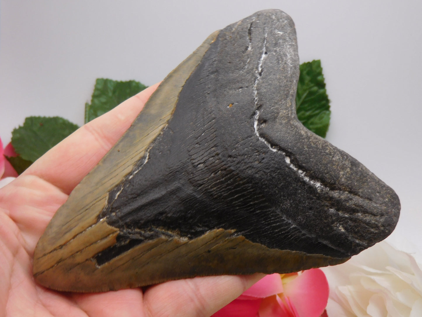 6.01" Megalodon Shark Tooth