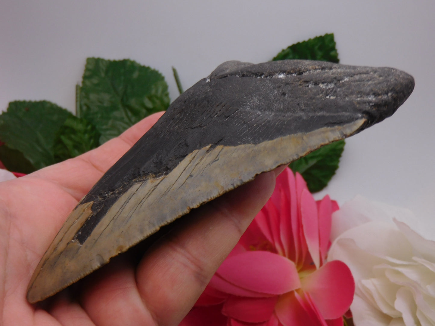 6.01" Megalodon Shark Tooth