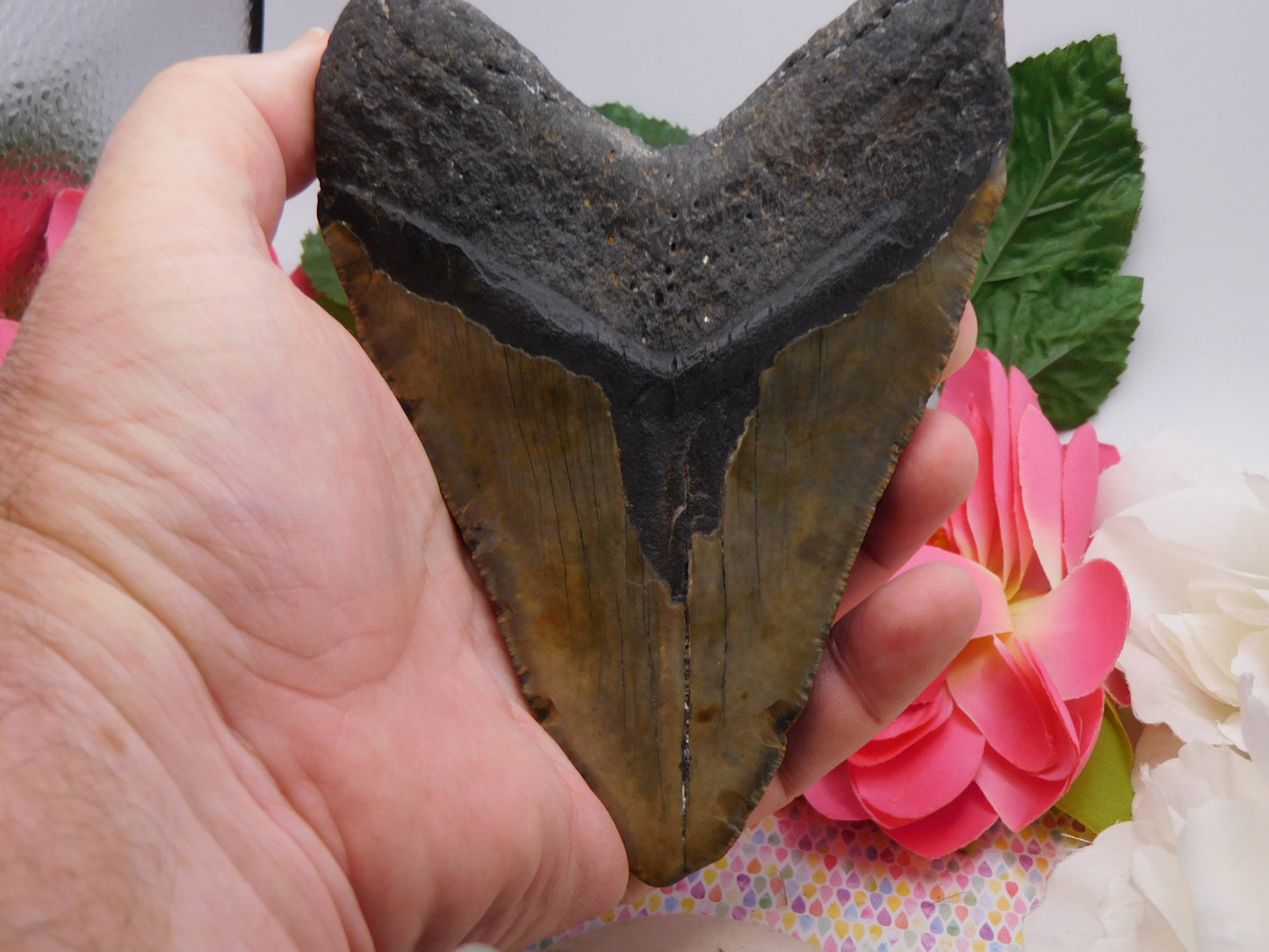 6.01" Megalodon Shark Tooth