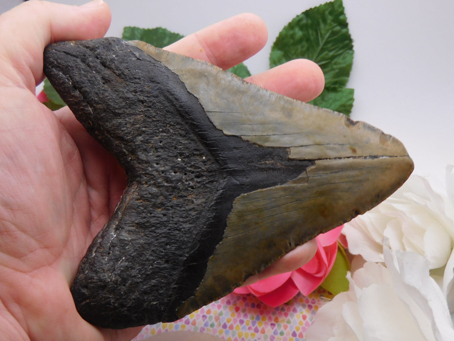 6.01" Megalodon Shark Tooth