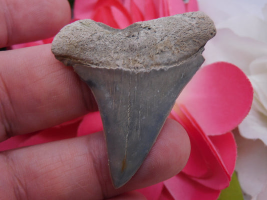 2" Hastalis Shark Tooth