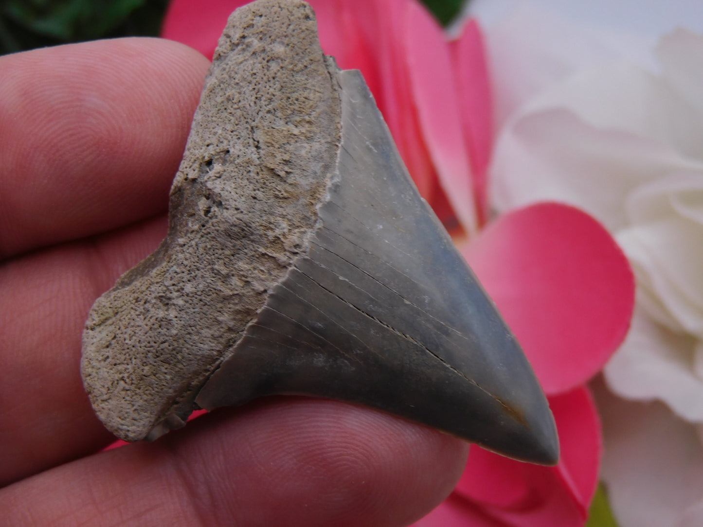 2" Hastalis Shark Tooth