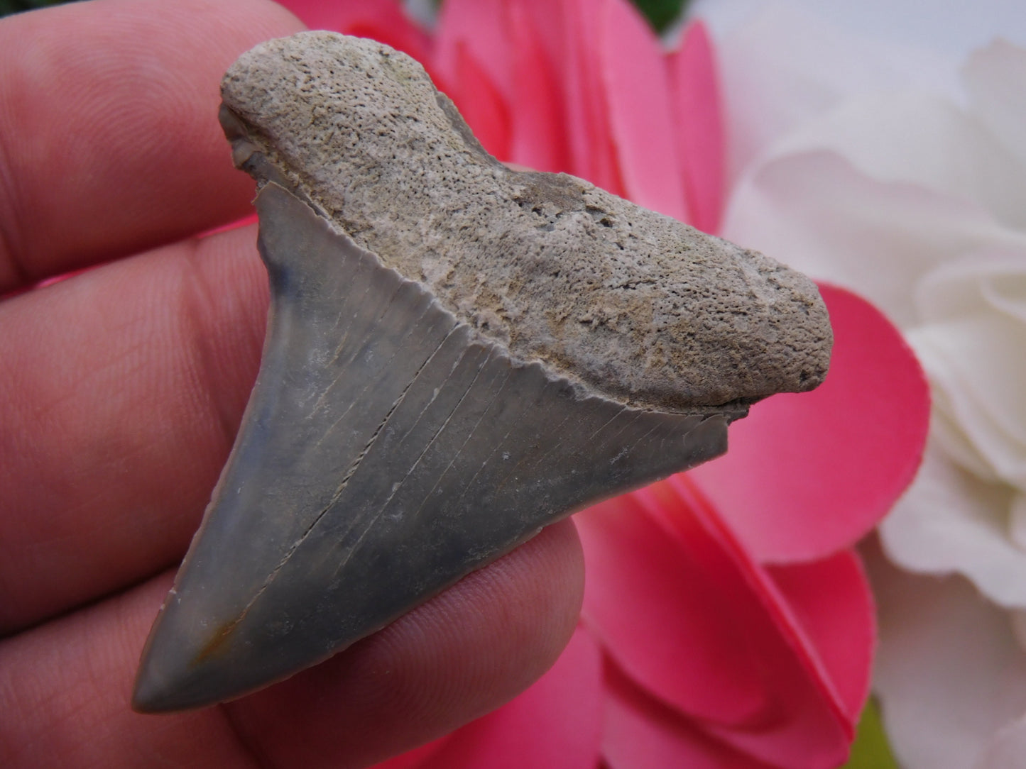 2" Hastalis Shark Tooth