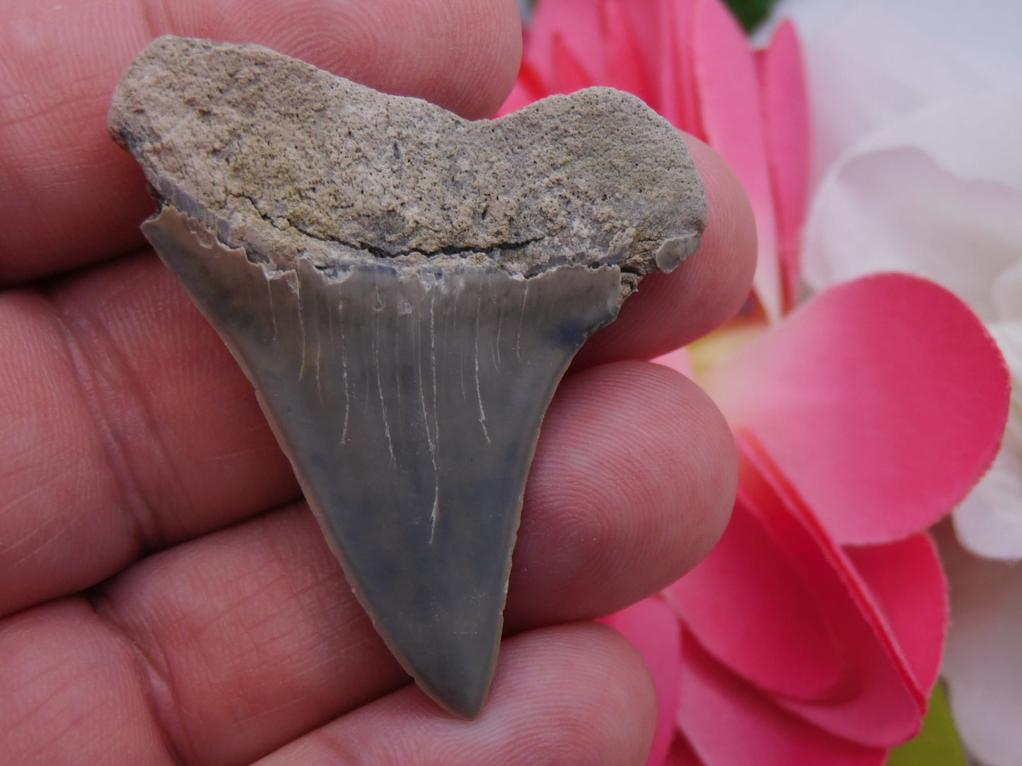 2" Hastalis Shark Tooth