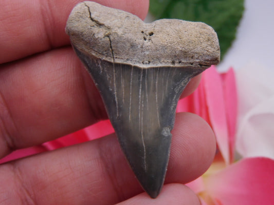 1.9" Hastalis Shark Tooth