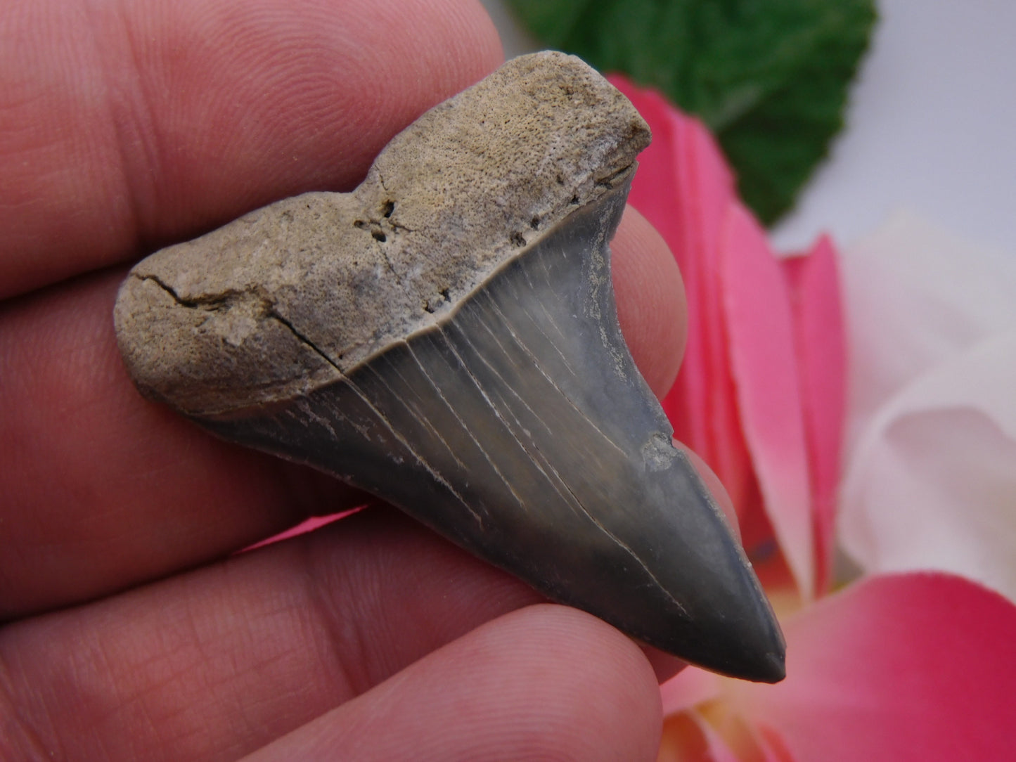 1.9" Hastalis Shark Tooth