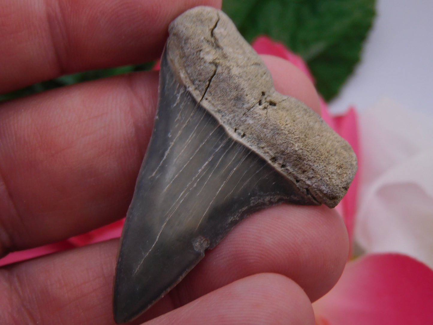 1.9" Hastalis Shark Tooth