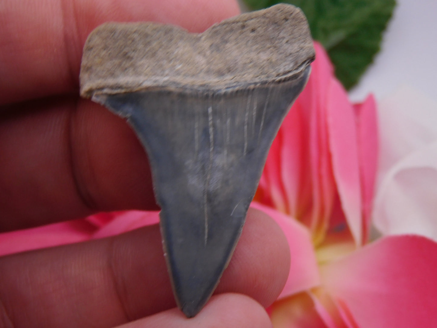 1.9" Hastalis Shark Tooth