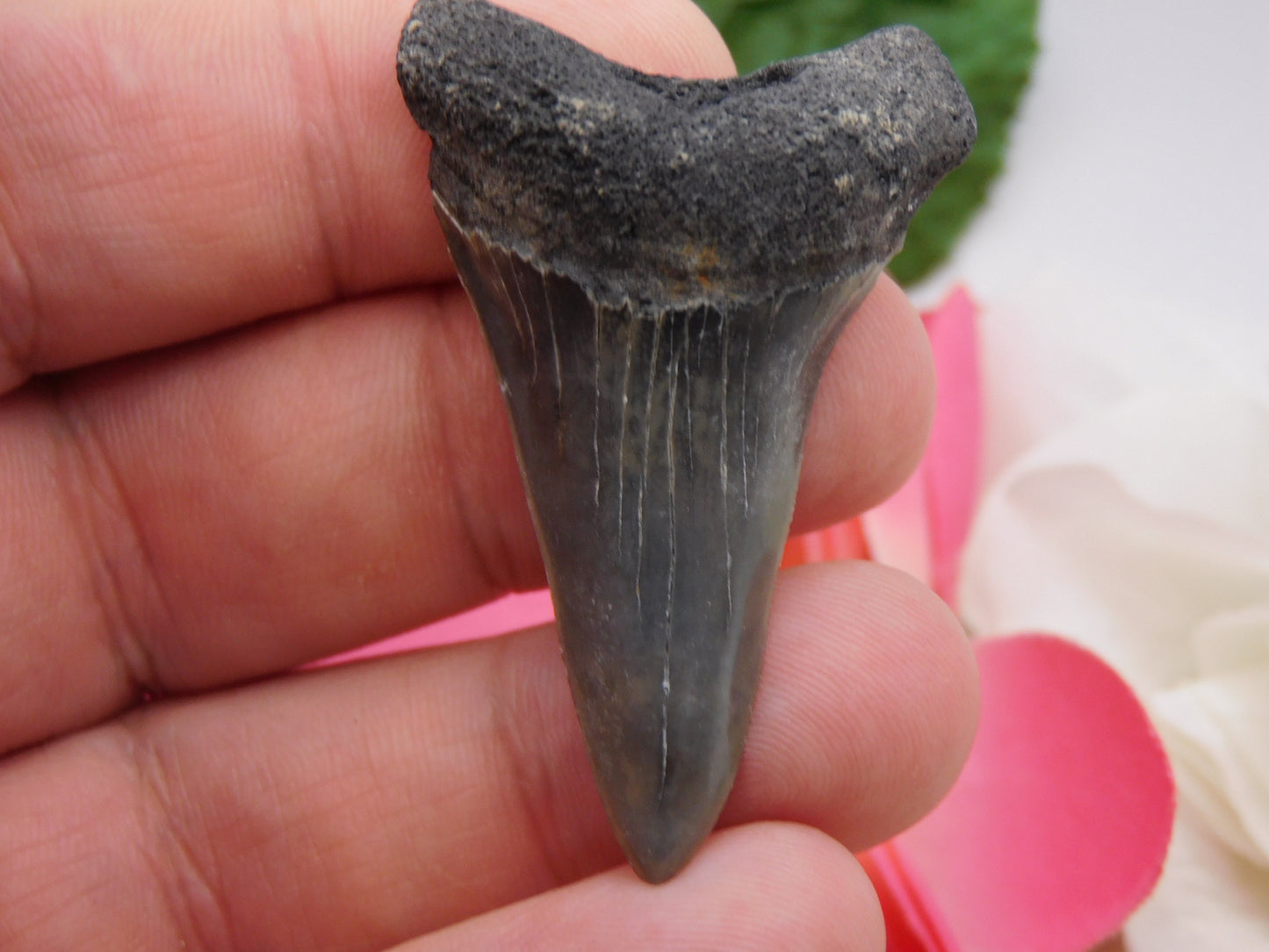 2" Lower Mako Shark Tooth