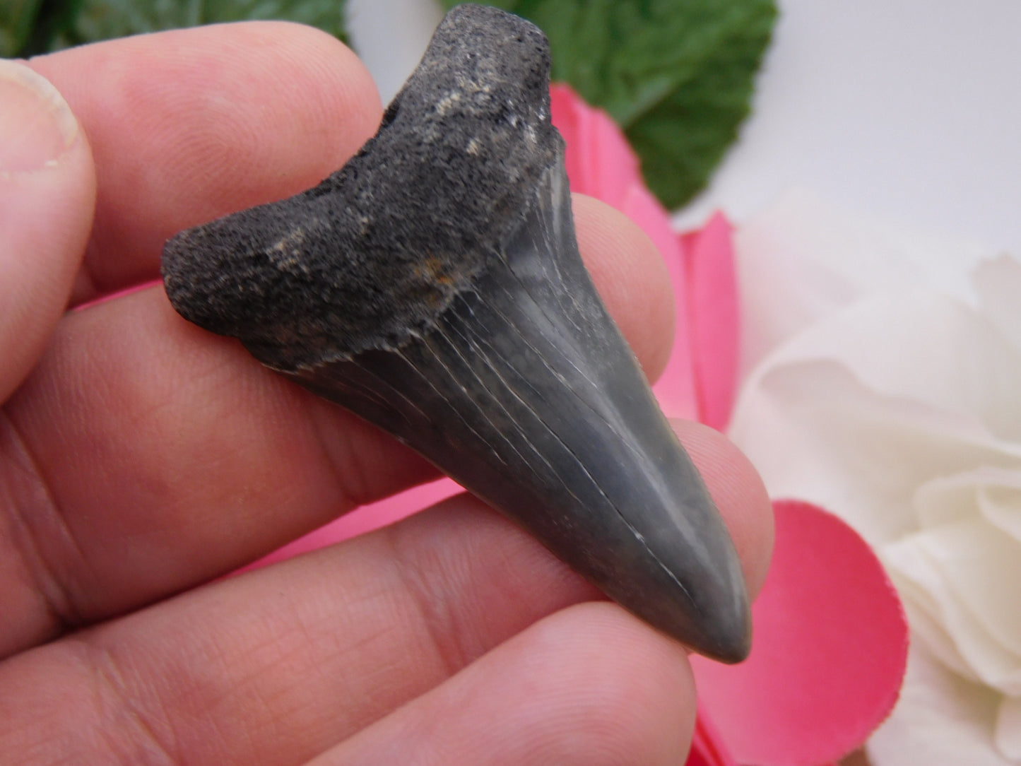 2" Lower Mako Shark Tooth