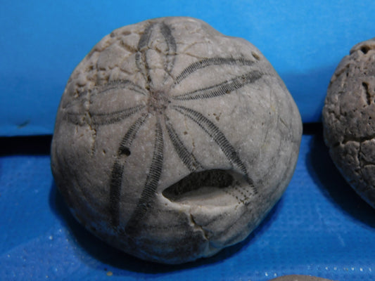 Fossilized Echinoid