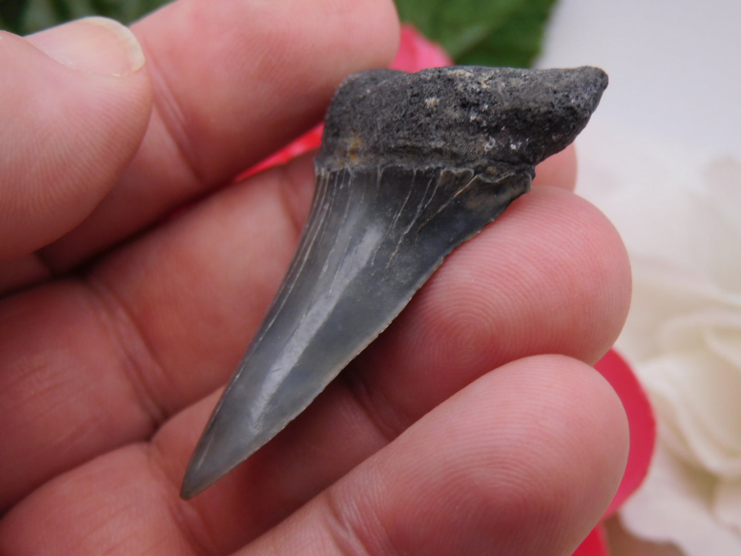 2" Lower Mako Shark Tooth