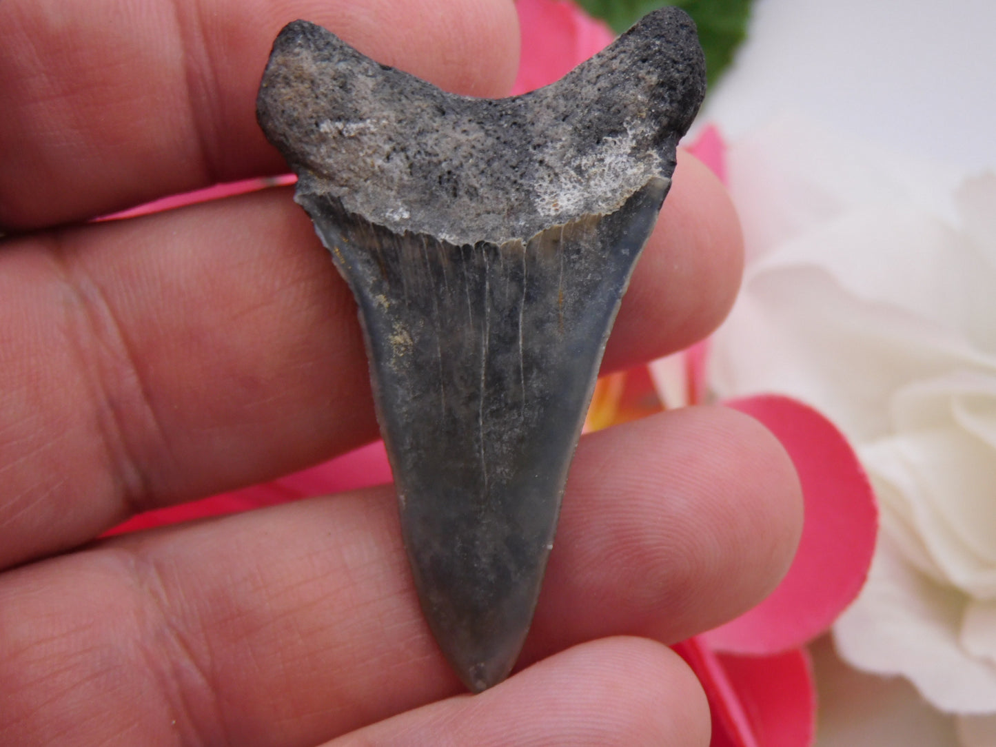 2" Lower Mako Shark Tooth