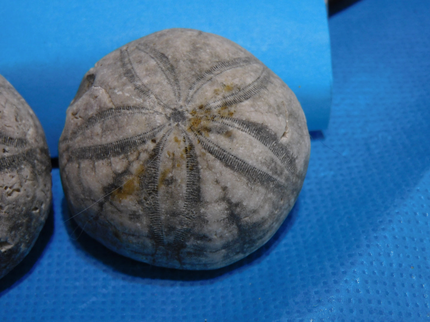 Fossilized Echinoid