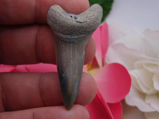 2" Lower Mako Shark Tooth