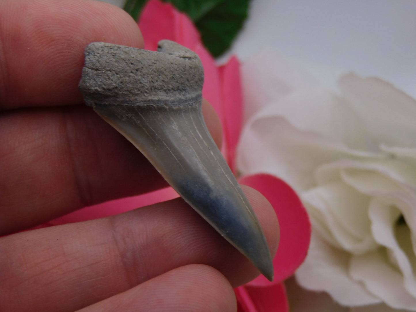 2" Lower Mako Shark Tooth