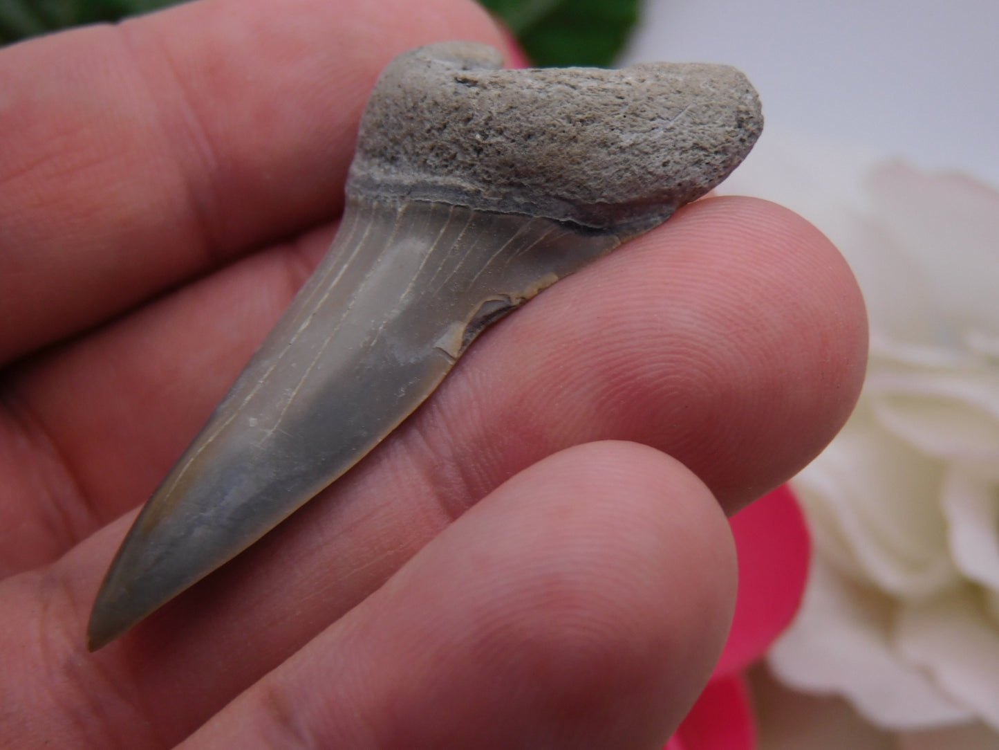 2" Lower Mako Shark Tooth