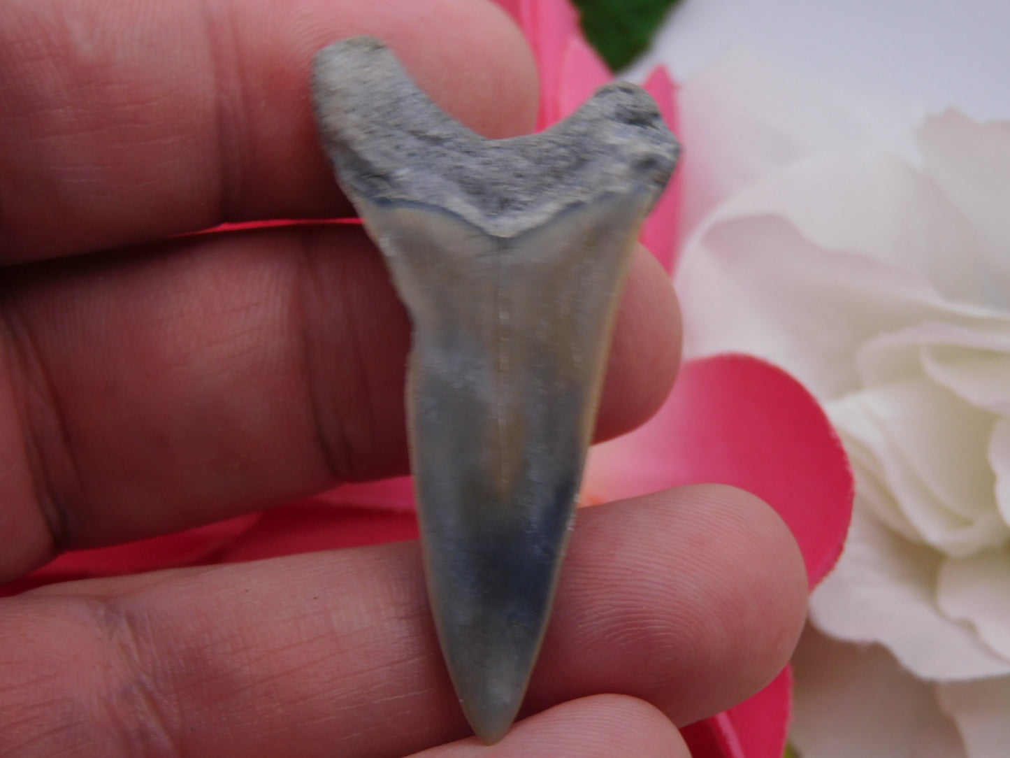 2" Lower Mako Shark Tooth