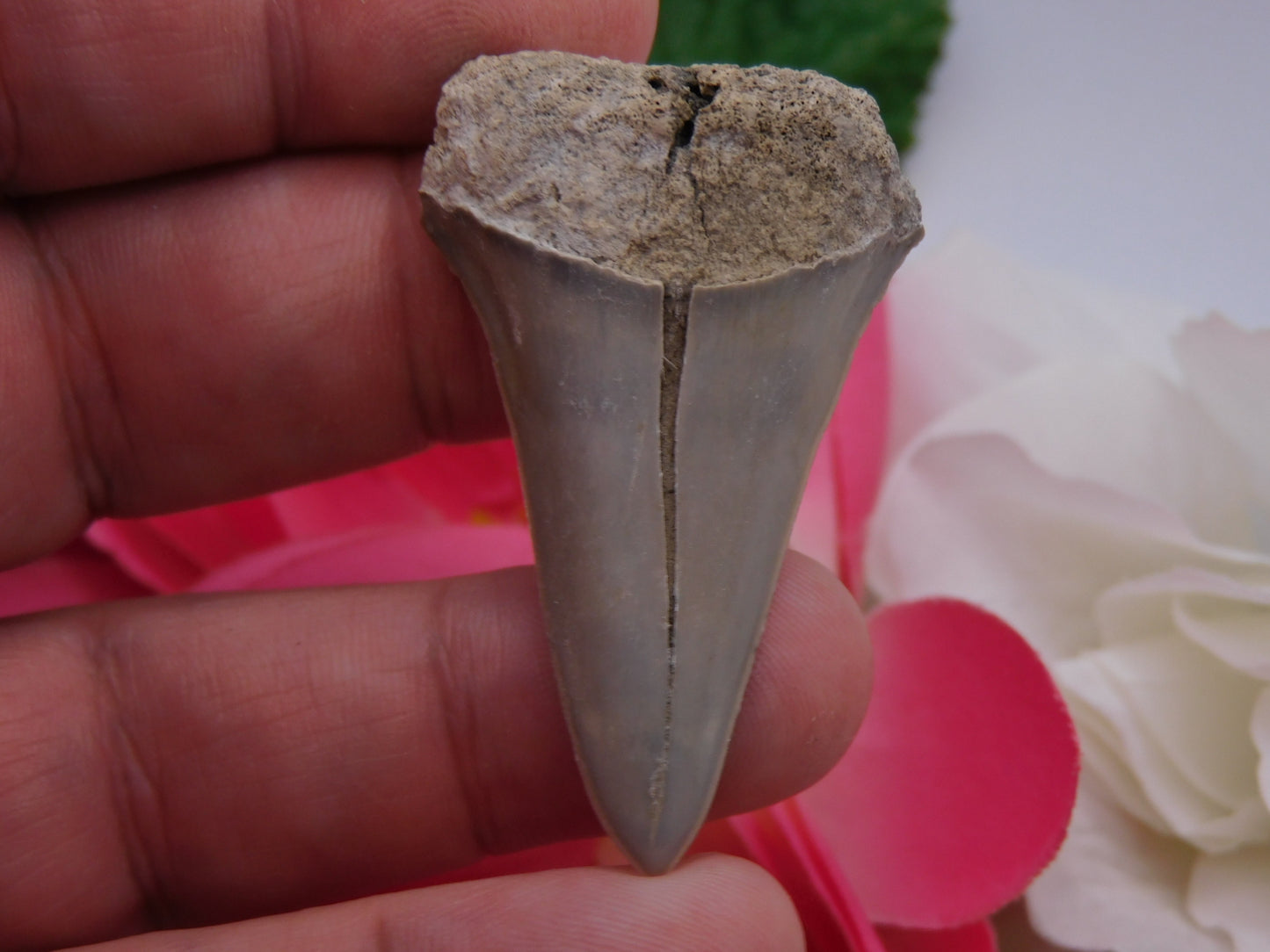 2" Lower Mako Shark Tooth