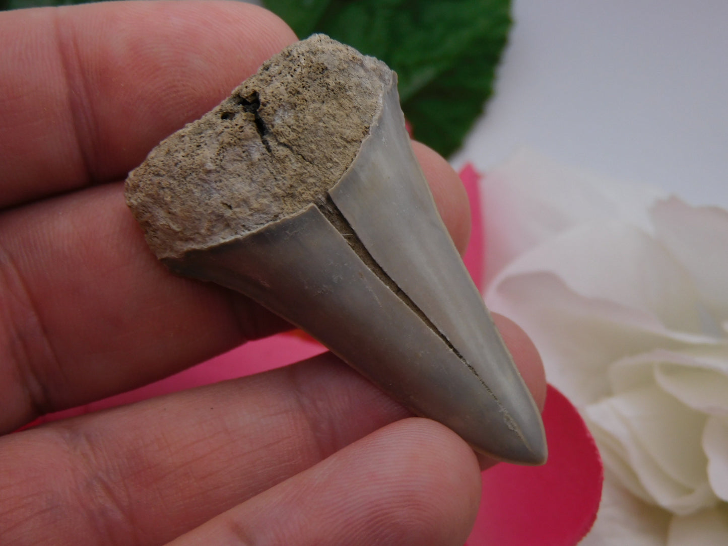 2" Lower Mako Shark Tooth