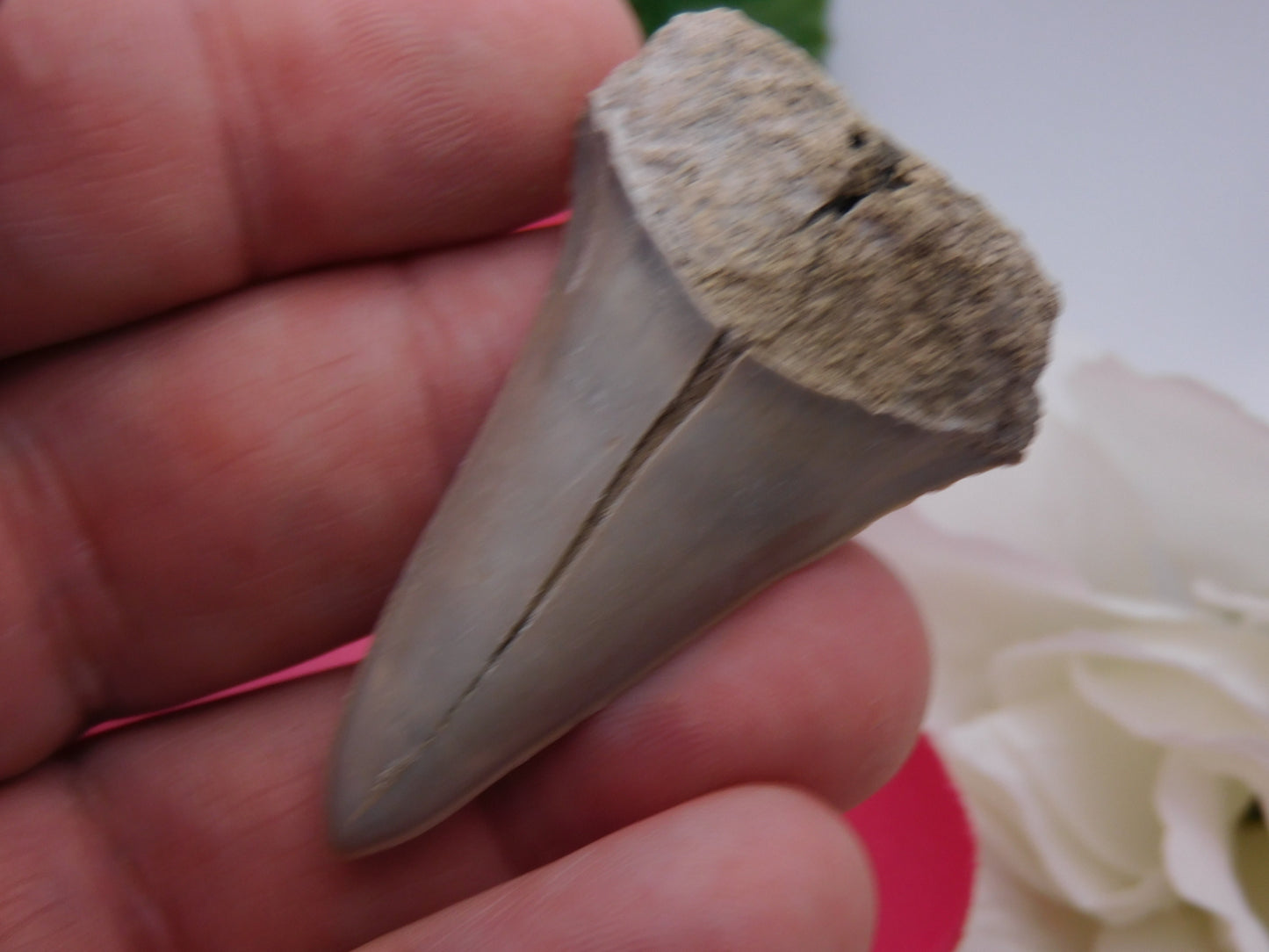 2" Lower Mako Shark Tooth