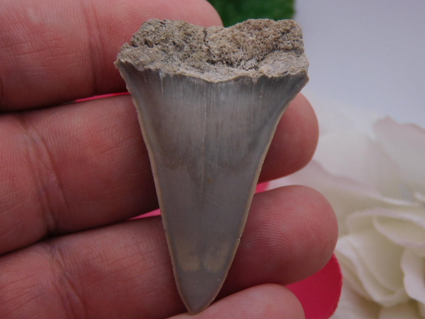 2" Lower Mako Shark Tooth