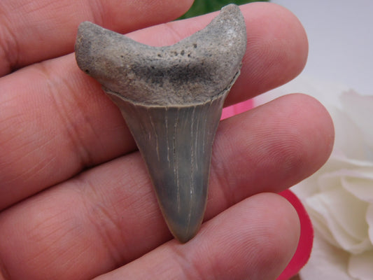 1.75" Lower Mako Shark Tooth