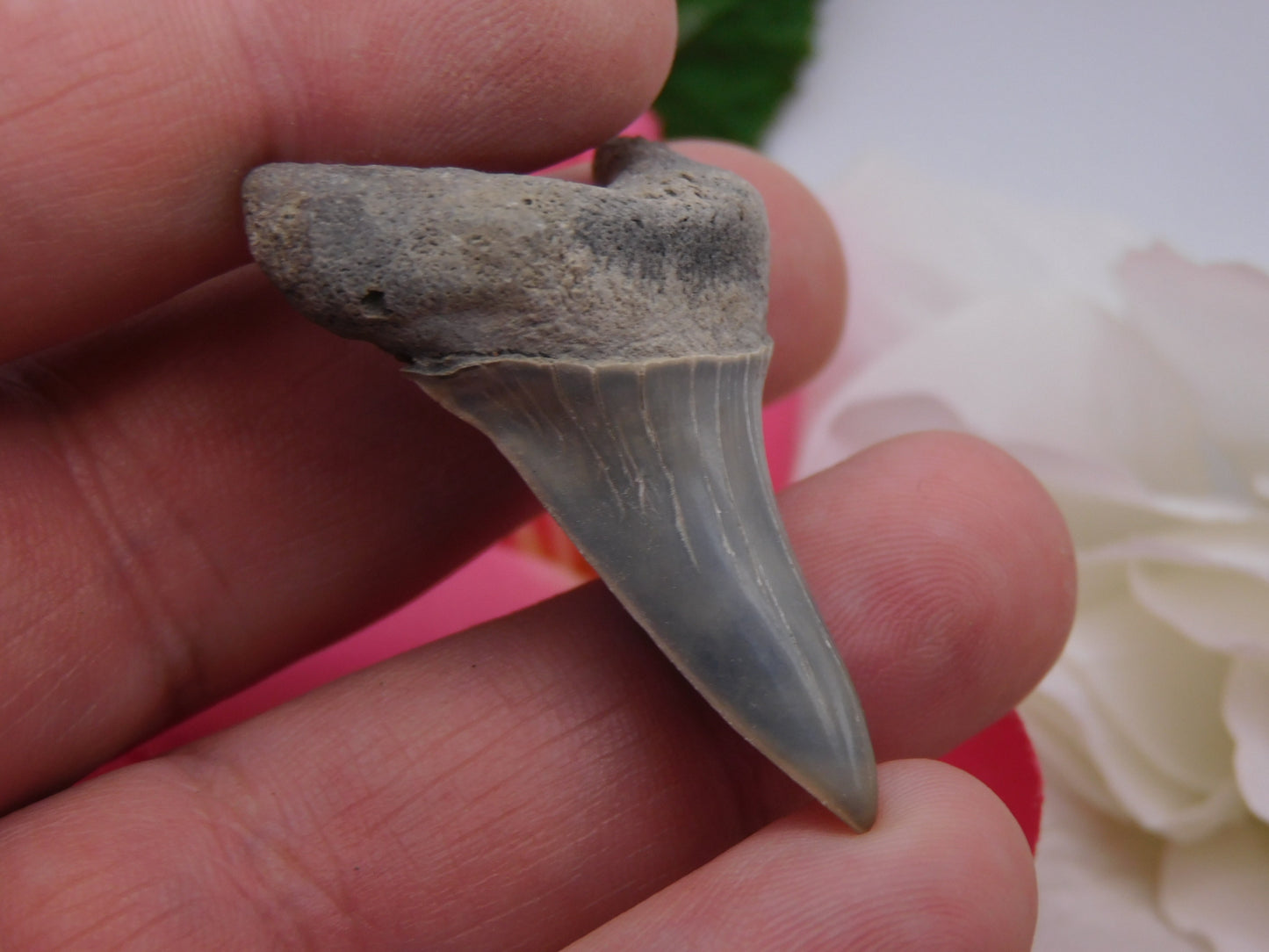 1.75" Lower Mako Shark Tooth