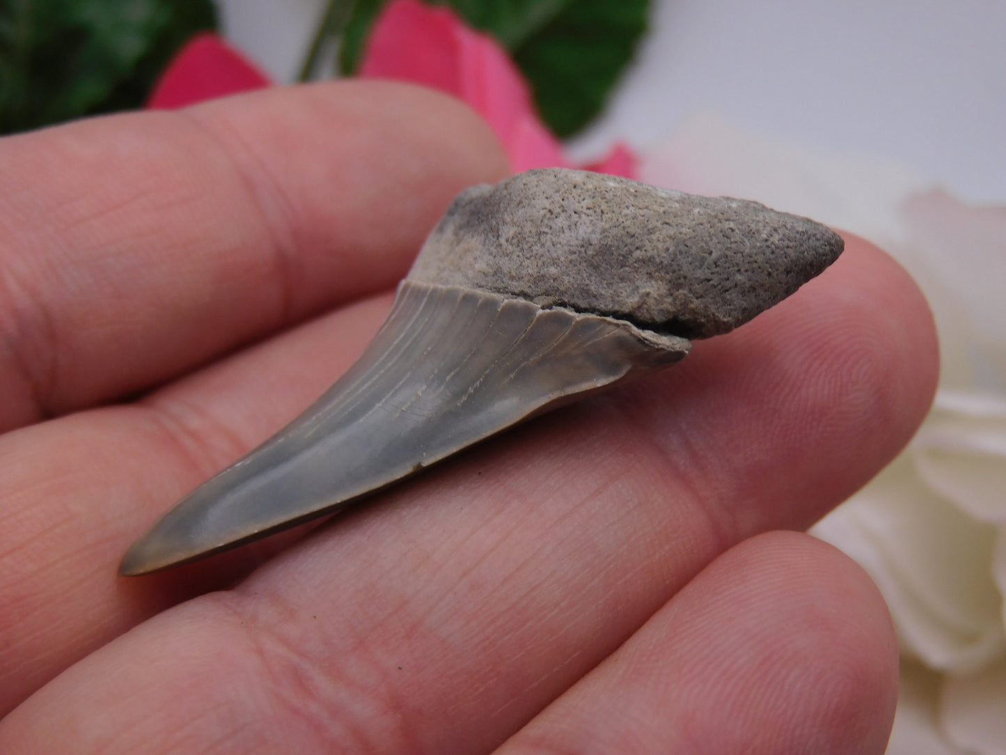 1.75" Lower Mako Shark Tooth