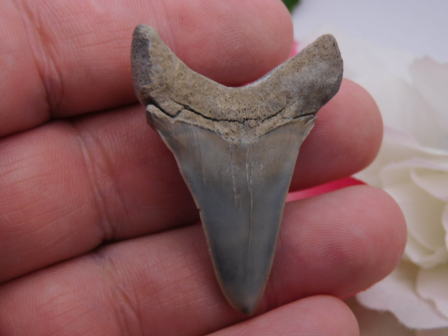 1.75" Lower Mako Shark Tooth