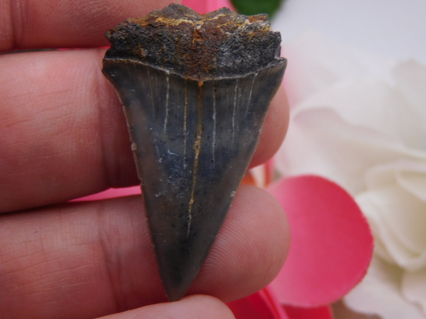 1.6" Lower Mako Shark Tooth