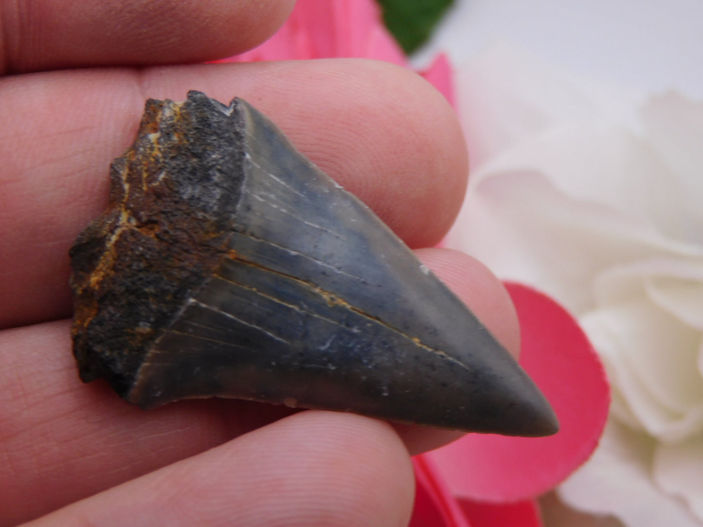 1.6" Lower Mako Shark Tooth