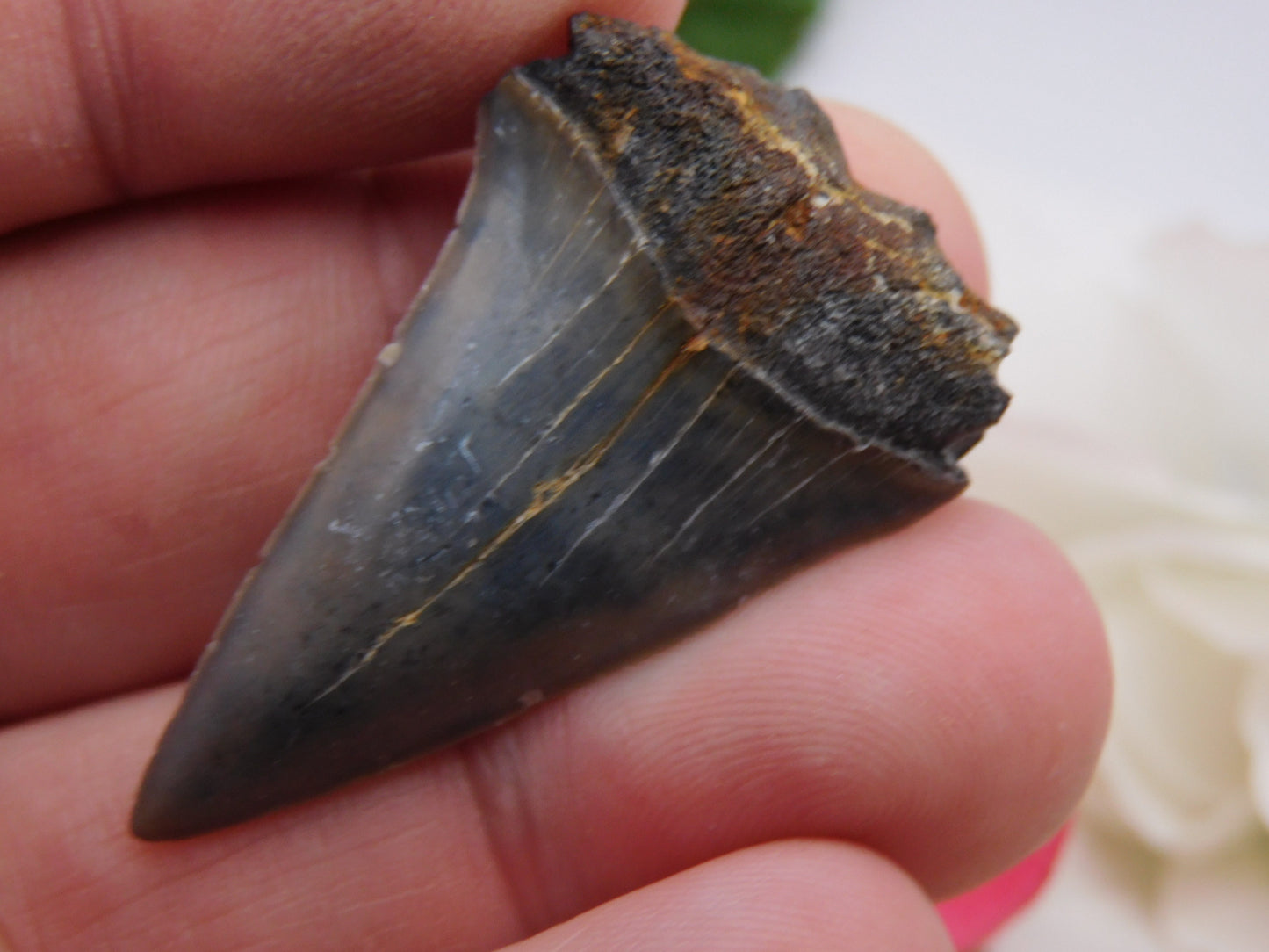 1.6" Lower Mako Shark Tooth