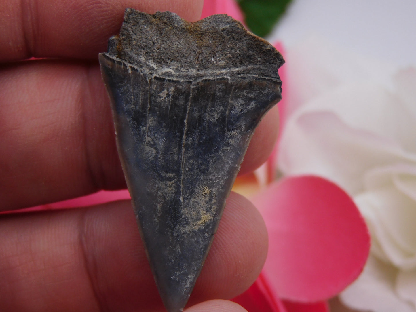 1.6" Lower Mako Shark Tooth