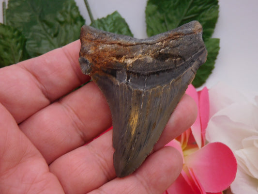 3.13" Angustiden Shark Tooth