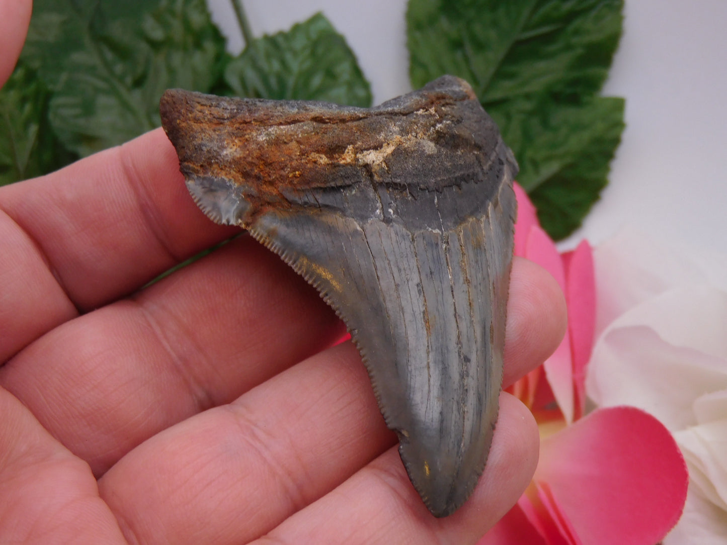 3.13" Angustiden Shark Tooth