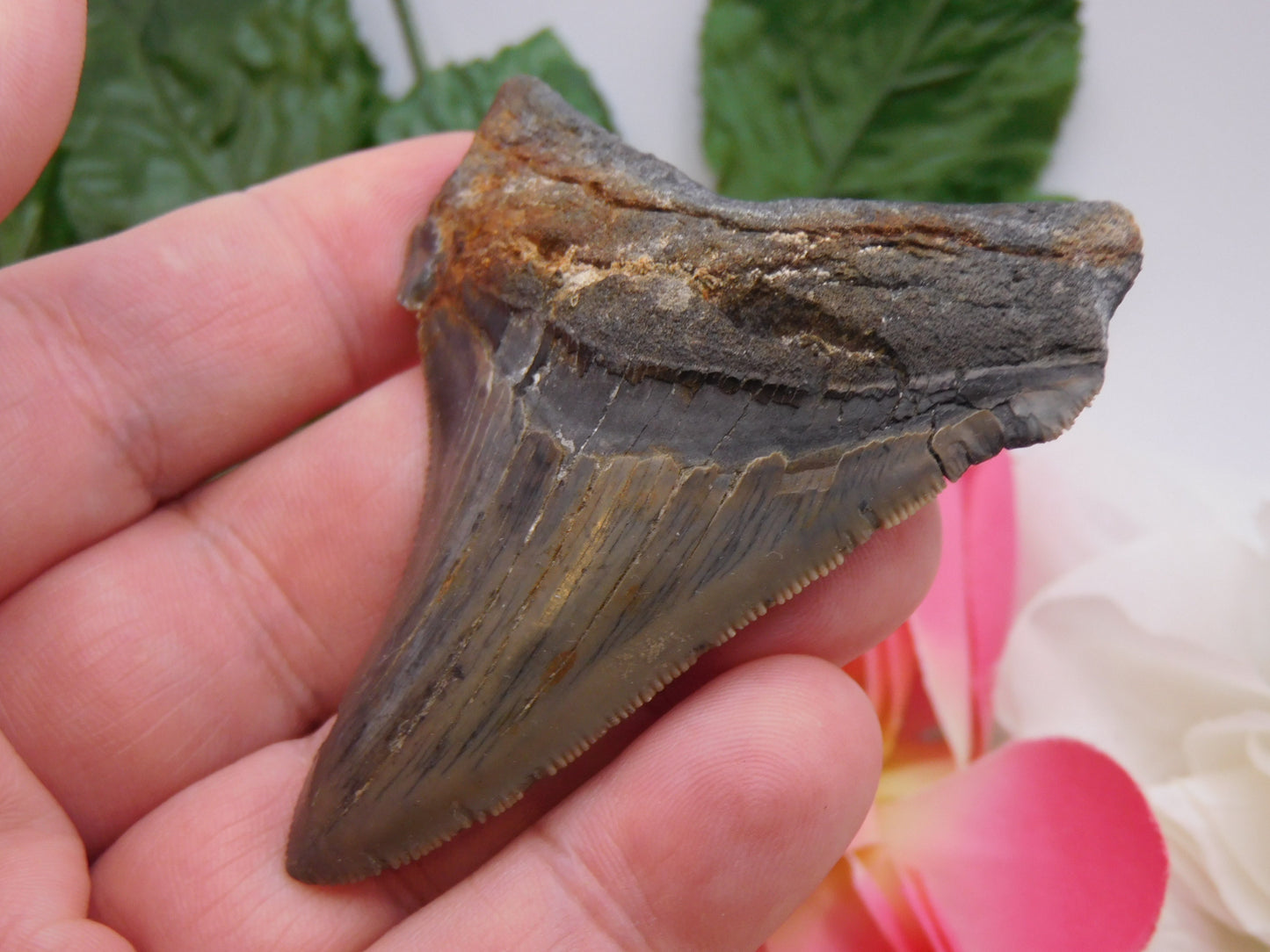 3.13" Angustiden Shark Tooth