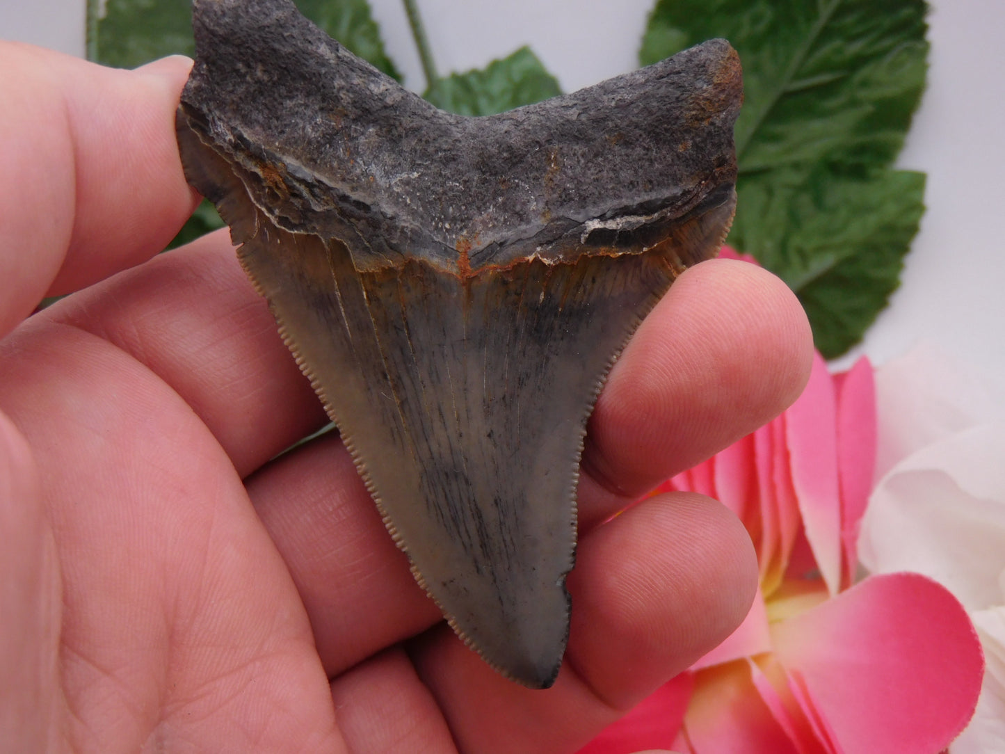 3.13" Angustiden Shark Tooth