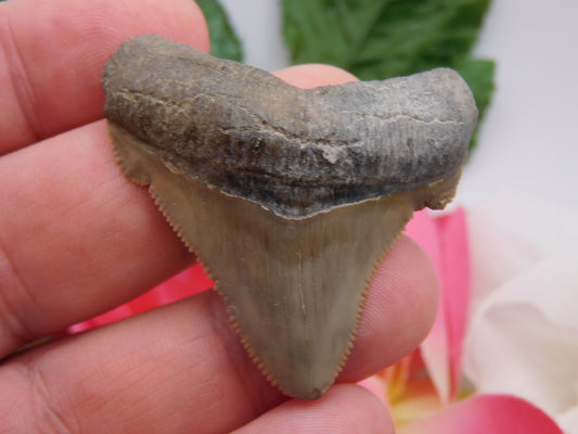 2" Ariculatus Shark Tooth