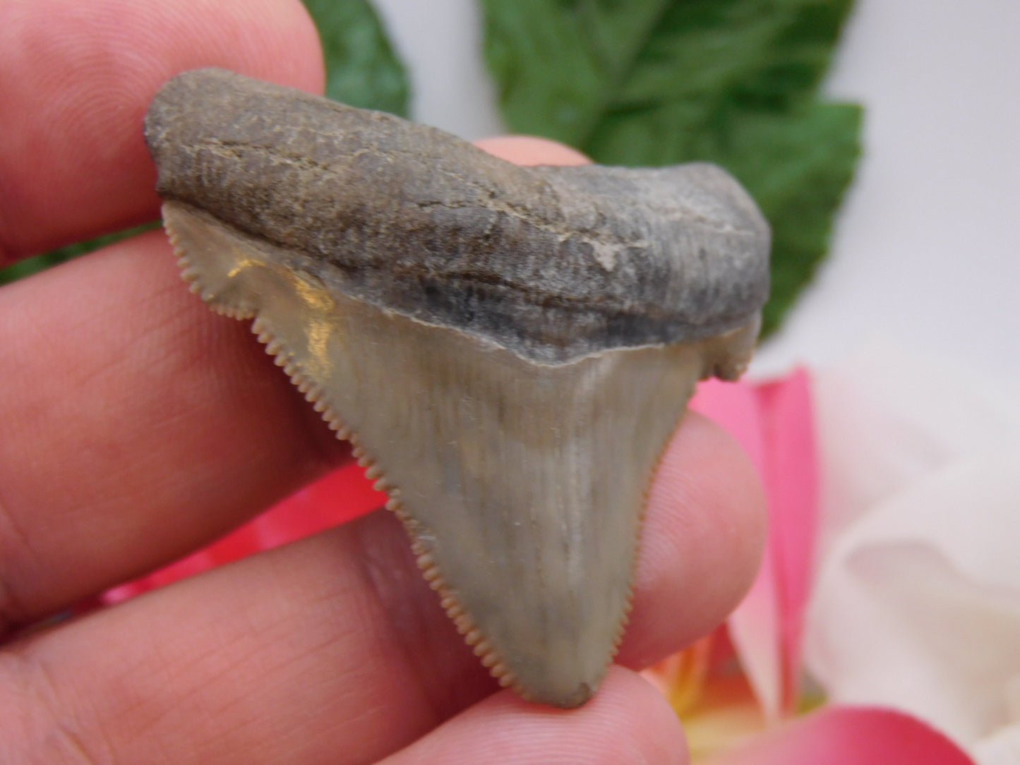 2" Ariculatus Shark Tooth