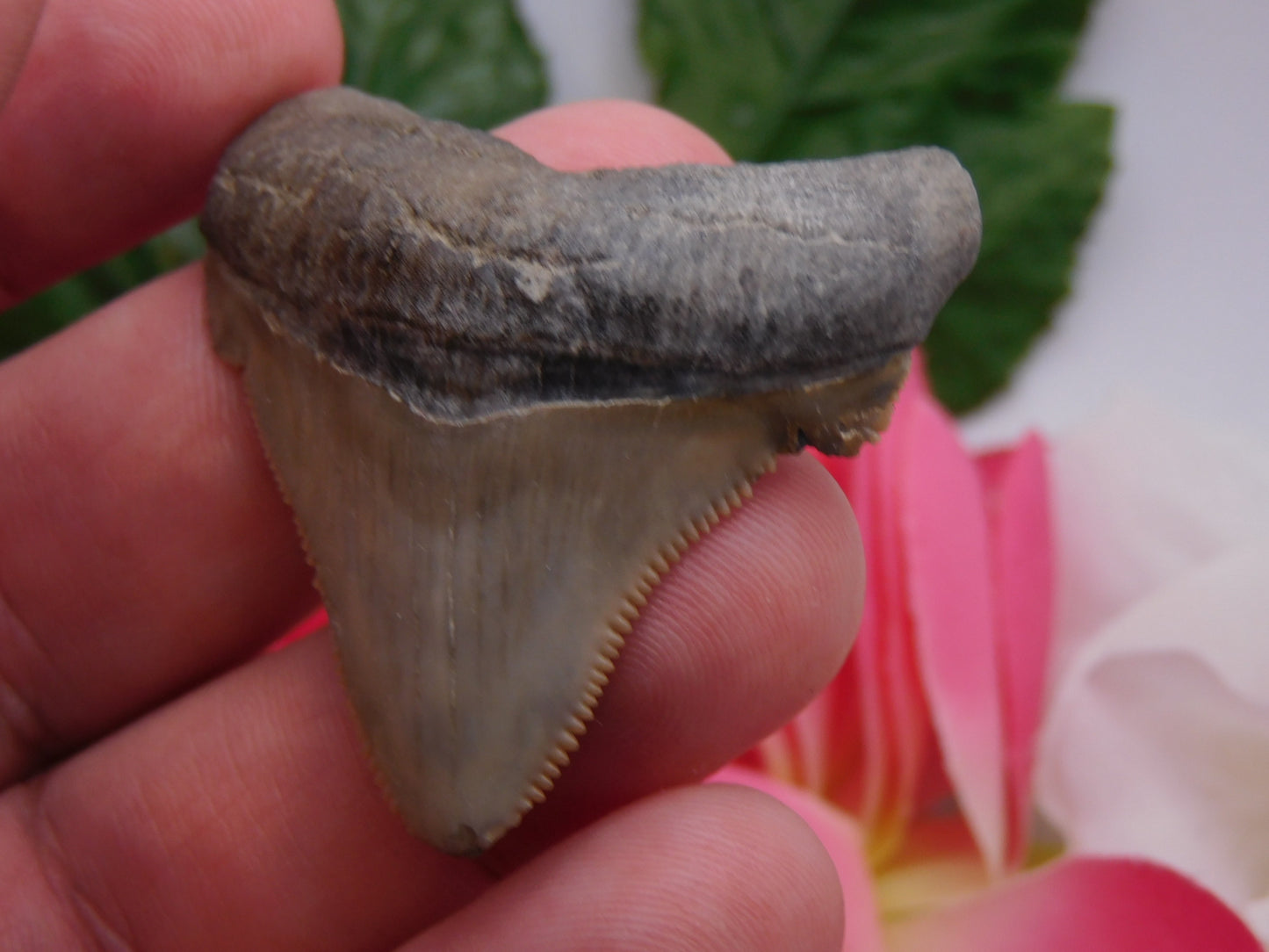 2" Ariculatus Shark Tooth