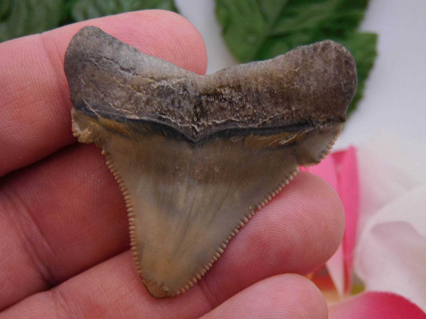 2" Ariculatus Shark Tooth