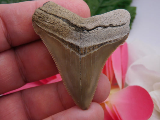 2.2" Chubutensis Shark Tooth
