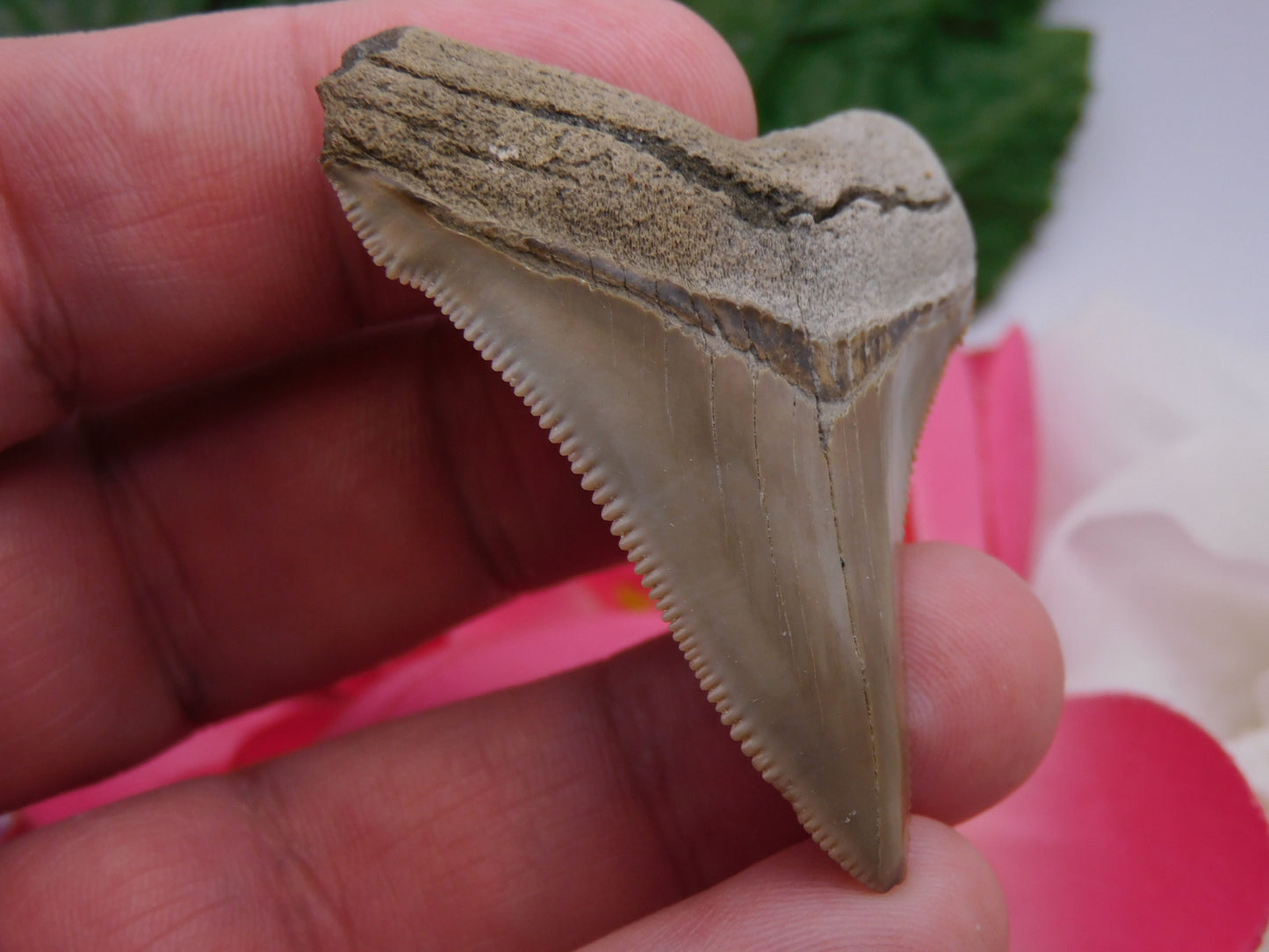 2.2" Chubutensis Shark Tooth